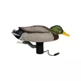 Finisher Swimmer Mallard Drake